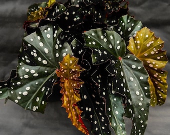 Begonia Black Forest Starter Plant (ALL STARTER PLANTS require you to purchase 2 plants!)