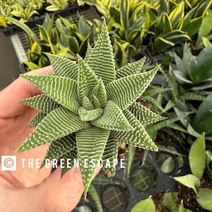 Haworthia miami Starter Plant (ALL STARTER PLANTS require you to purchase 2 plants!)