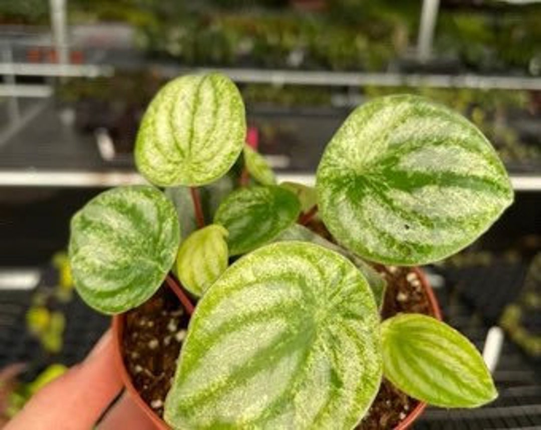 Peperomia Gold Dust Woman Starter Plant ALL STARTER PLANTS Require You