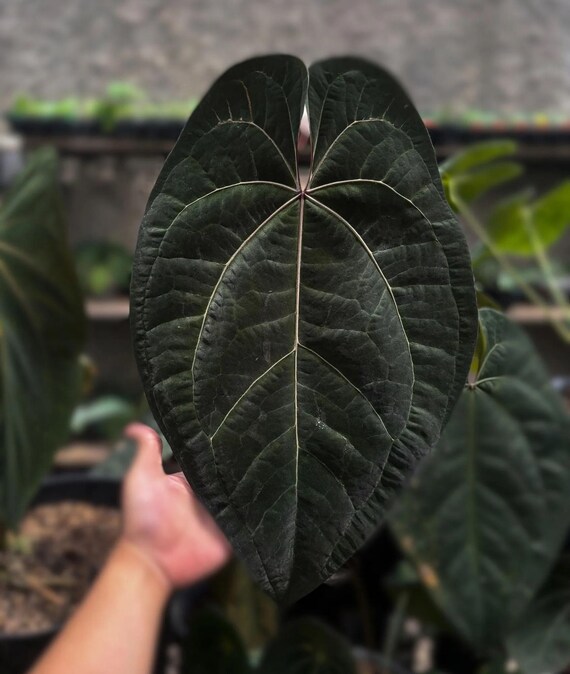 Seed Grown Anthurium Ace of Spades X Dark Phoenix Starter Plant