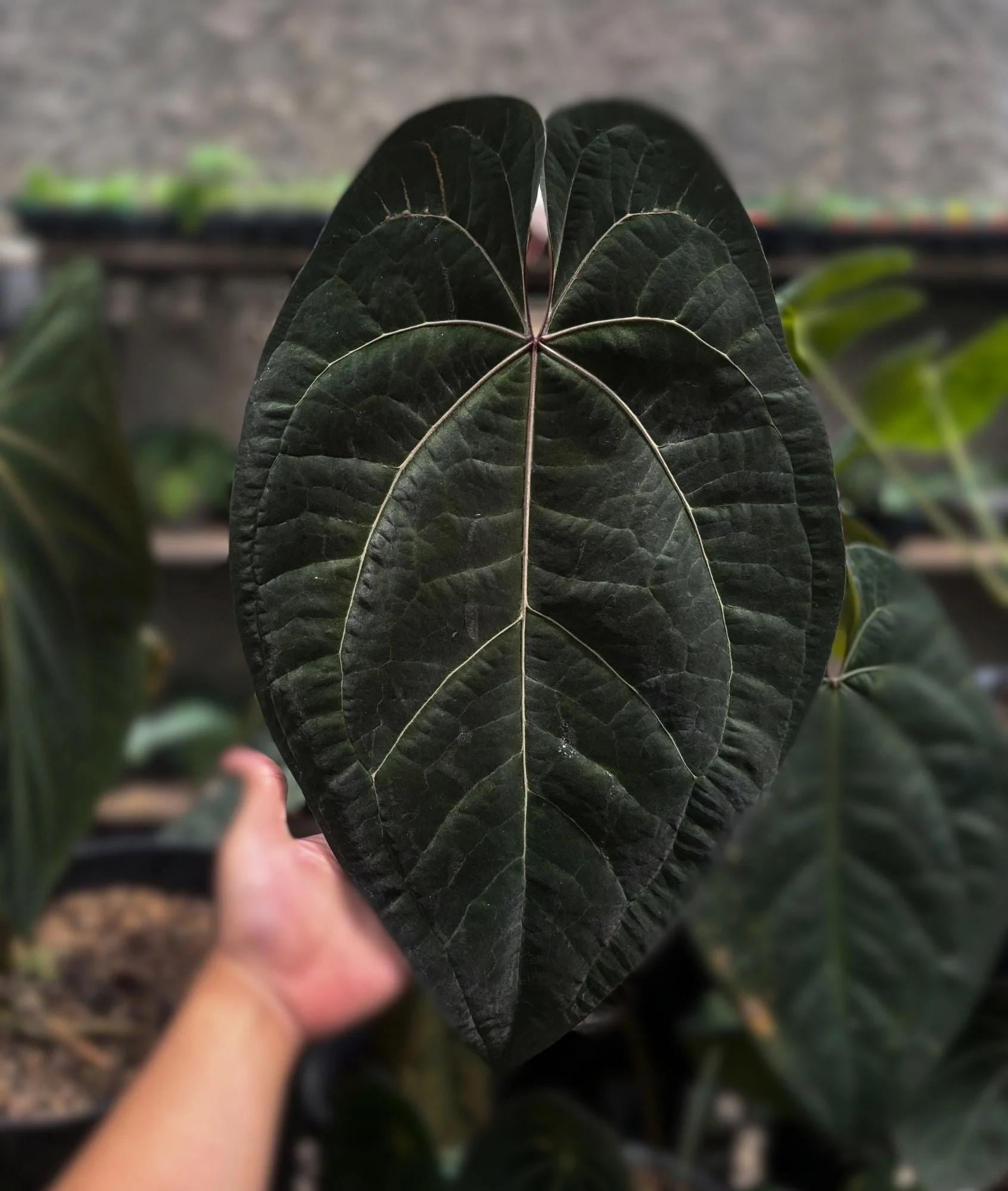 Seed Grown Anthurium Ace of Spades X Dark Phoenix Starter Plant