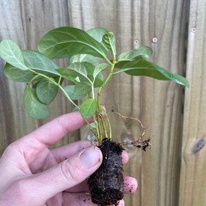May include: A small green plant with roots wrapped in brown soil. The plant is being held in a hand.