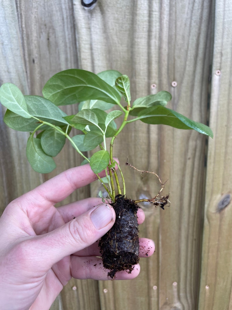 May include: A small green plant with roots wrapped in brown soil. The plant is being held in a hand.