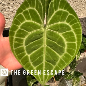 Anthurium clarinervium Starter Plant (ALL STARTER PLANTS require you to purchase 2 plants!)