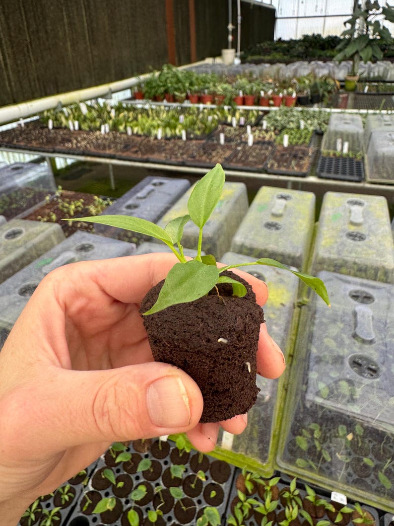 Philodendron Mayoi Plant - Thumbnail 3