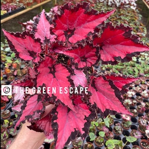 Harmonys Red Robin begonia 6”pot (ALL PLANTS require you to purchase 2 plants!)