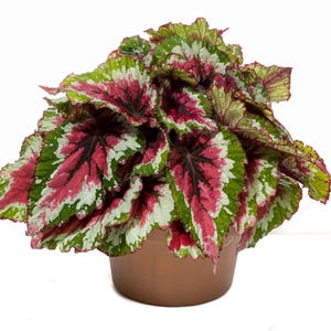 Rex Begonia shadow king strawberry sherbet Starter Plant (ALL STARTER PLANTS require you to purchase 2 plants!