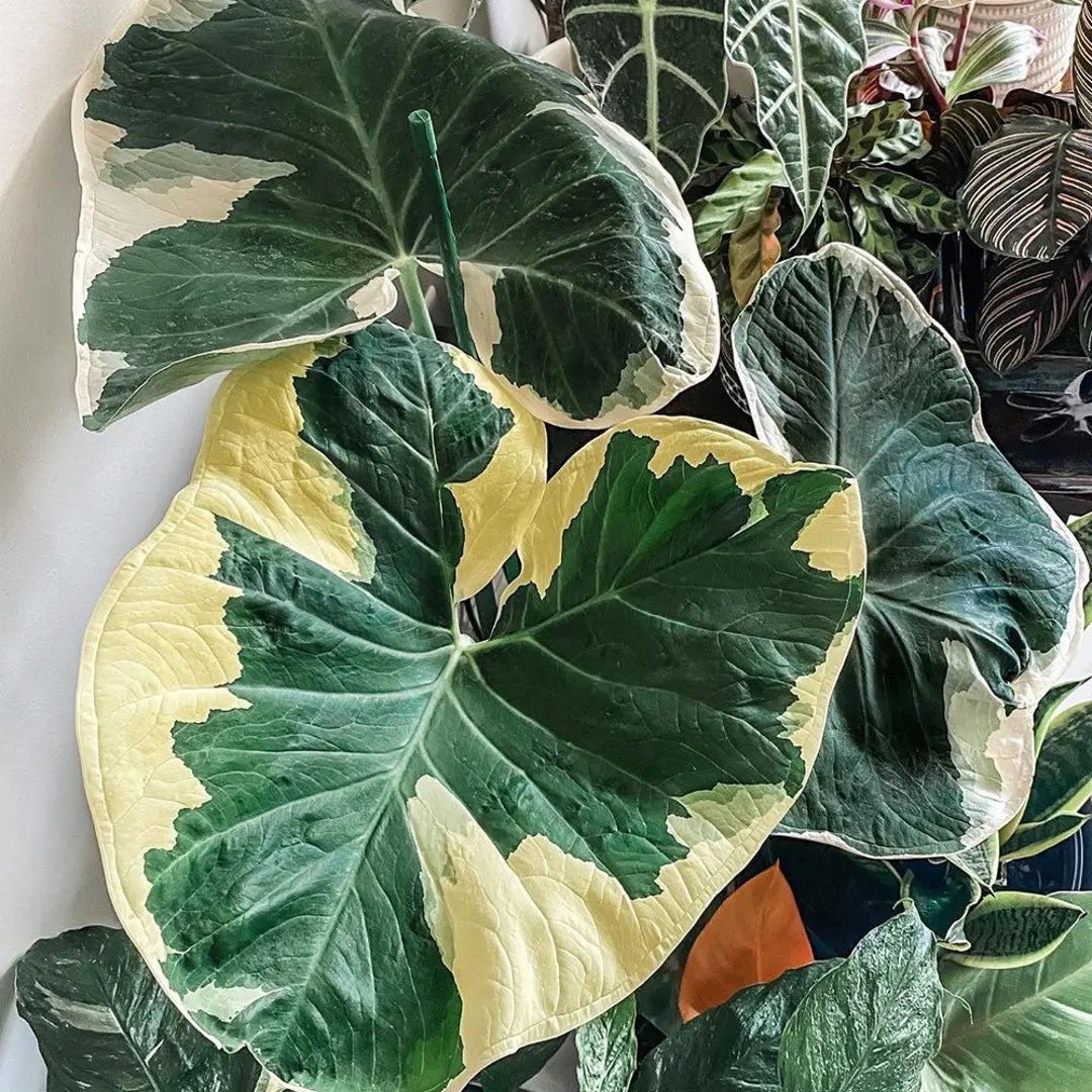 Alocasia Mickey Mouse “xanthosoma Albomarginata” Starter Plant