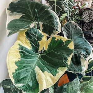 Alocasia Mickey Mouse “xanthosoma albomarginata” Starter Plant (ALL STARTER PLANTS require you to purchase 2 plants!)