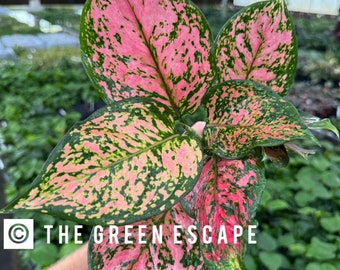 aglaonema ruby ray Starter Plant (ALL STARTER PLANTS require you to purchase 2 plants!)