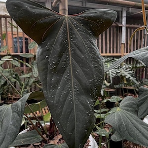 Seed grown Anthurium black sweet Starter Plant (ALL STARTER PLANTS require you to purchase 2 plants!)