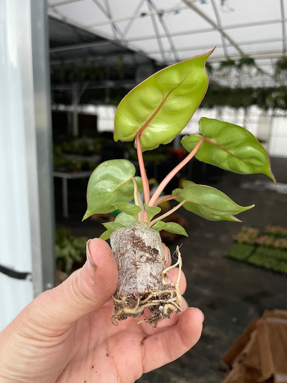 air purifying pineapple plant Pineapple Plant for Sale | Tropical Plants