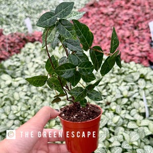 Snow-n-summer Jasmine 2” Pot (ALL PLANTS Require You to Purchase 2