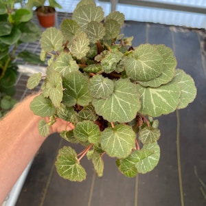 Strawberry begonia “saxifraga stolonifera” 4”pot (ALL PLANTS require you to purchase 2 plants!)