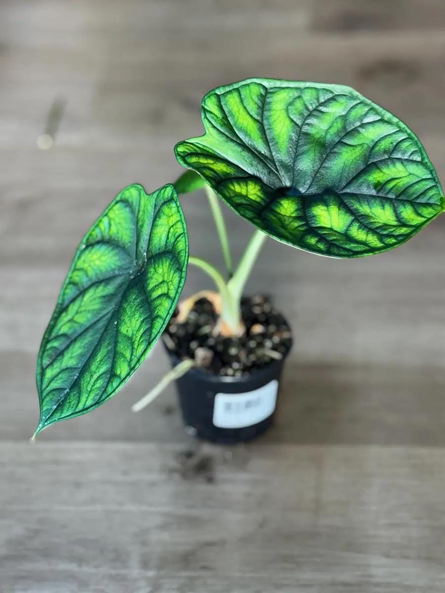 Alocasia aegis Starter Plant (ALL STARTER PLANTS require you to purchase 2 plants!)