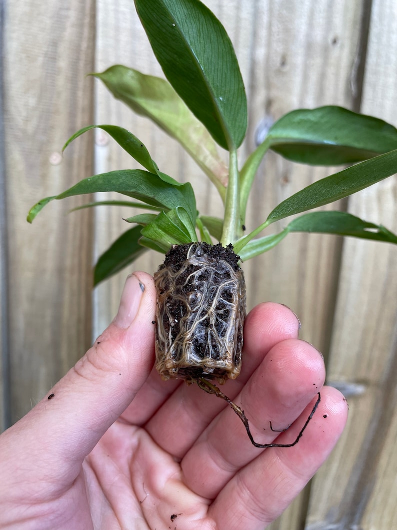 TheGreenEscape Philodendron Jungle Boogie Plant - Thumbnail 3
