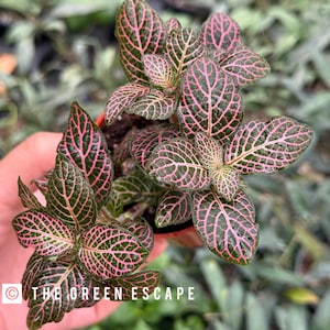 Fittonia pink (nerve plant) 2” pot (ALL PLANTS require you to purchase 2 plants!)