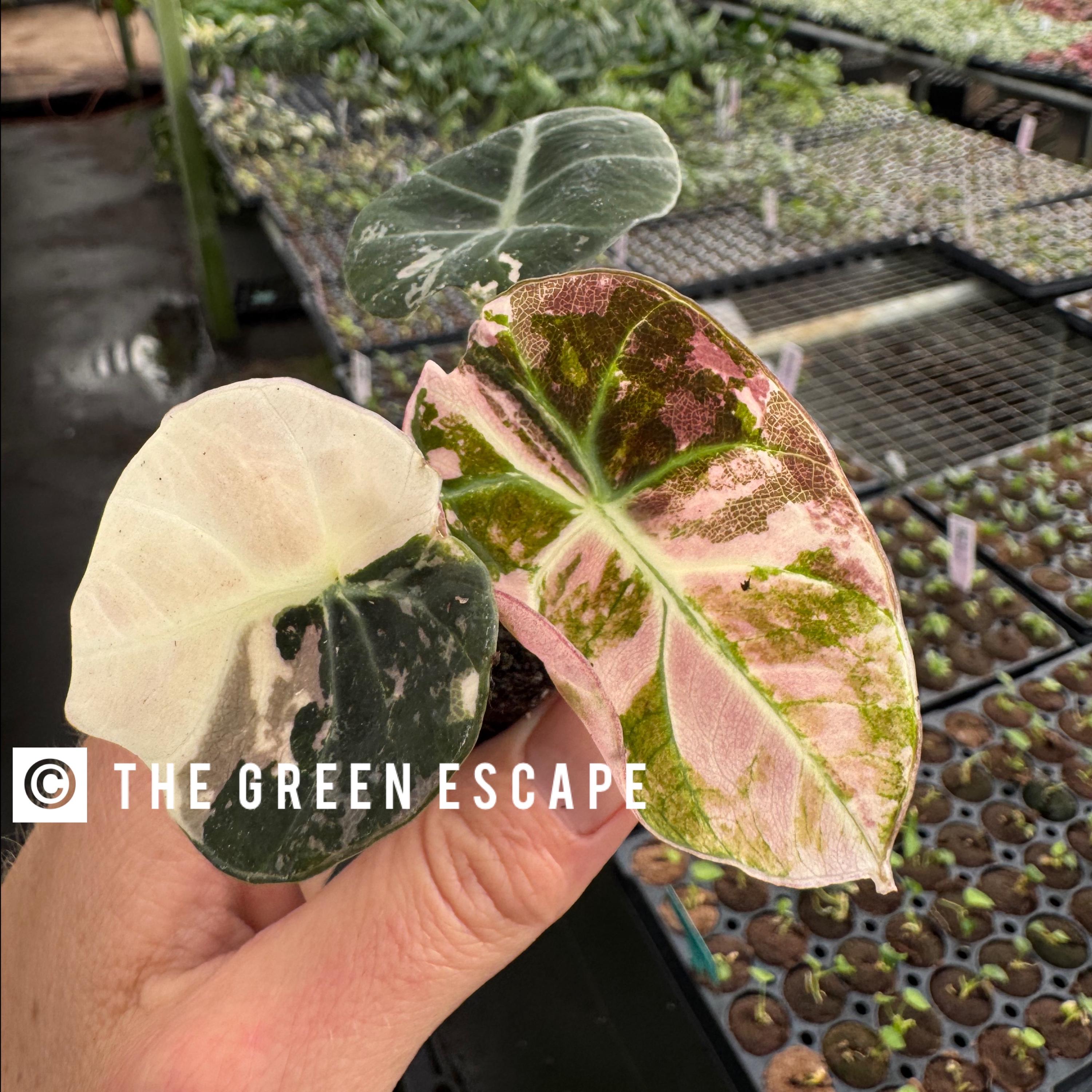 Pink Variegated Alocasia Black Velvet Starter Plant (ALL STARTER