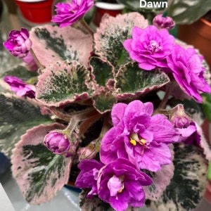 Harmonys golden dawn African violet starter plant (ALL Starter PLANTS require you to purchase 2 plants!)