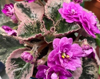 May include: A close-up of an African violet plant, 'Harmony's Golden Dawn', with vibrant magenta flowers and variegated leaves. The leaves are a mix of green and pink, with the text 'Harmony's Golden Dawn' visible.