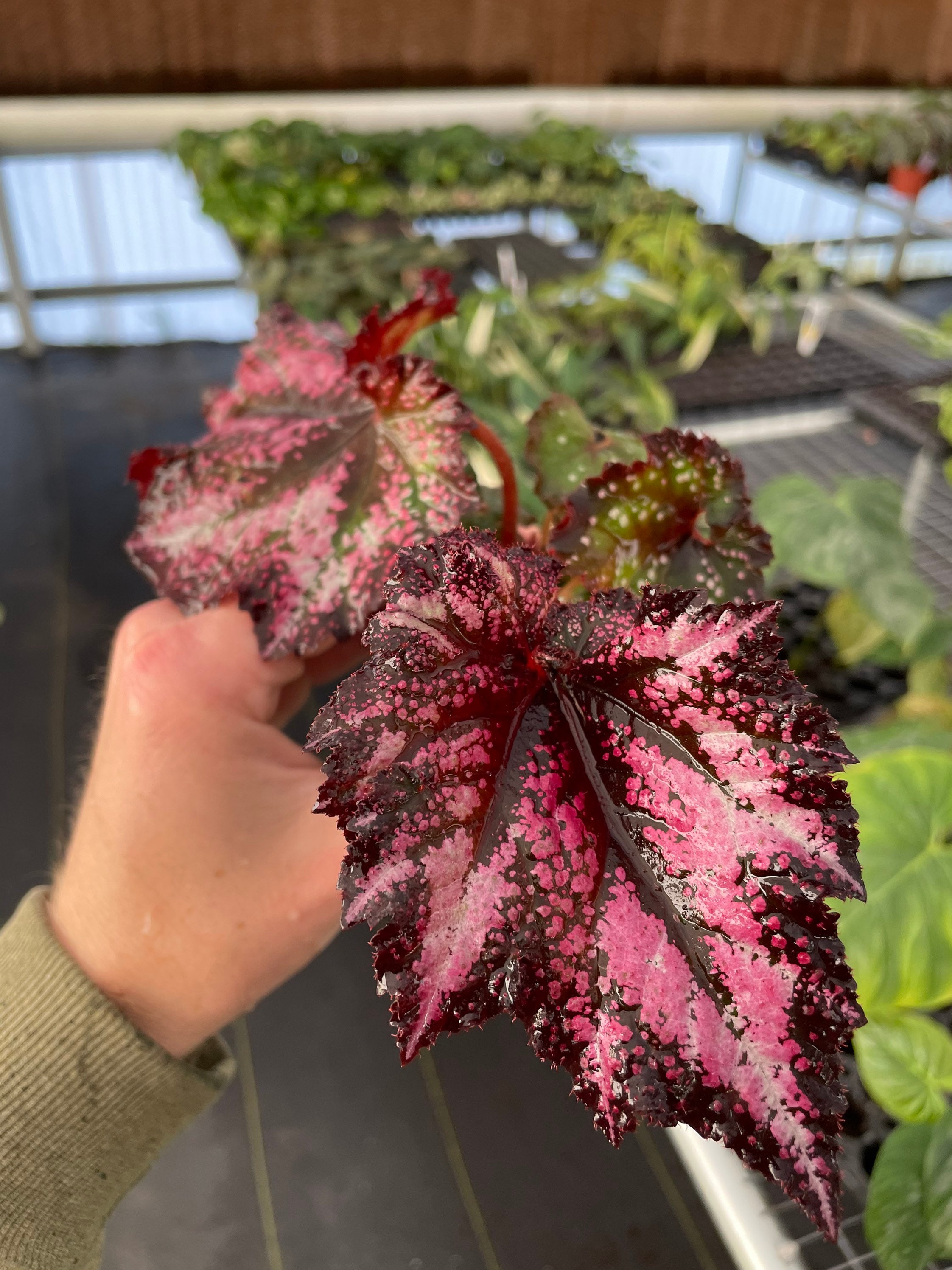 Harmonys Cherry Bomb Begonia Starter Plant (ALL STARTER PLANTS