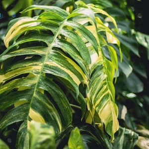 May include: Close-up of a variegated Monstera plant with large, split leaves. The leaves display a striking pattern of green and yellow stripes, creating a vibrant contrast. The image highlights the plant's natural beauty and texture.