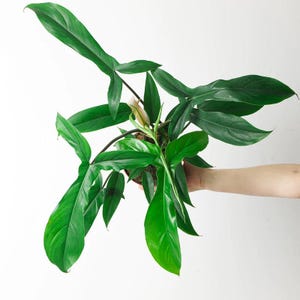 Philodendron 69686 Starter Plant (ALL STARTER PLANTS require you to purchase 2 plants!)