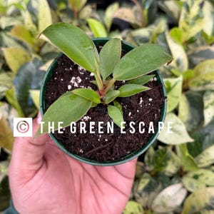 Philodendron Florida bronze (black cardinal x Florida) 2” Pot (ALL PLANTS require you to purchase 2 plants!)