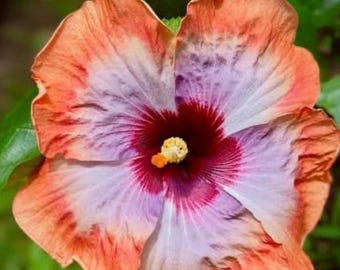 Space Oddity  hibiscus Starter Plant (ALL STARTER PLANTS require you to purchase 2 plants!)