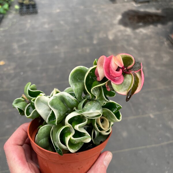 Variegated Hindu Rope Hoya Etsy