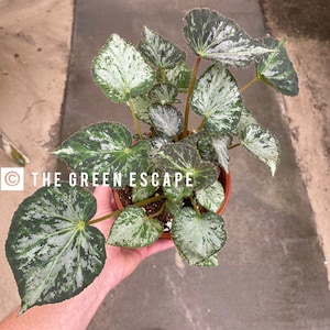 Nola begonia Starter Plant (ALL STARTER PLANTS require you to purchase 2 plants!)