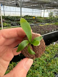 Platycerium bifurcatum white Starter Plant (ALL STARTER PLANTS require you to purchase 2 plants!)