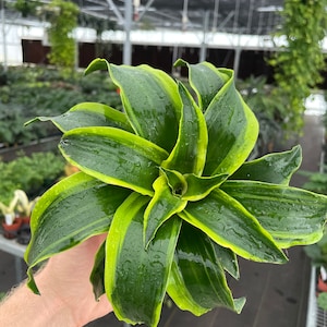 May include: A green and yellow variegated houseplant with long, pointed leaves. The plant is being held in a hand.