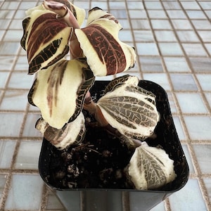 Anoectochilus Roxburghii Variegata Variegated 1.7