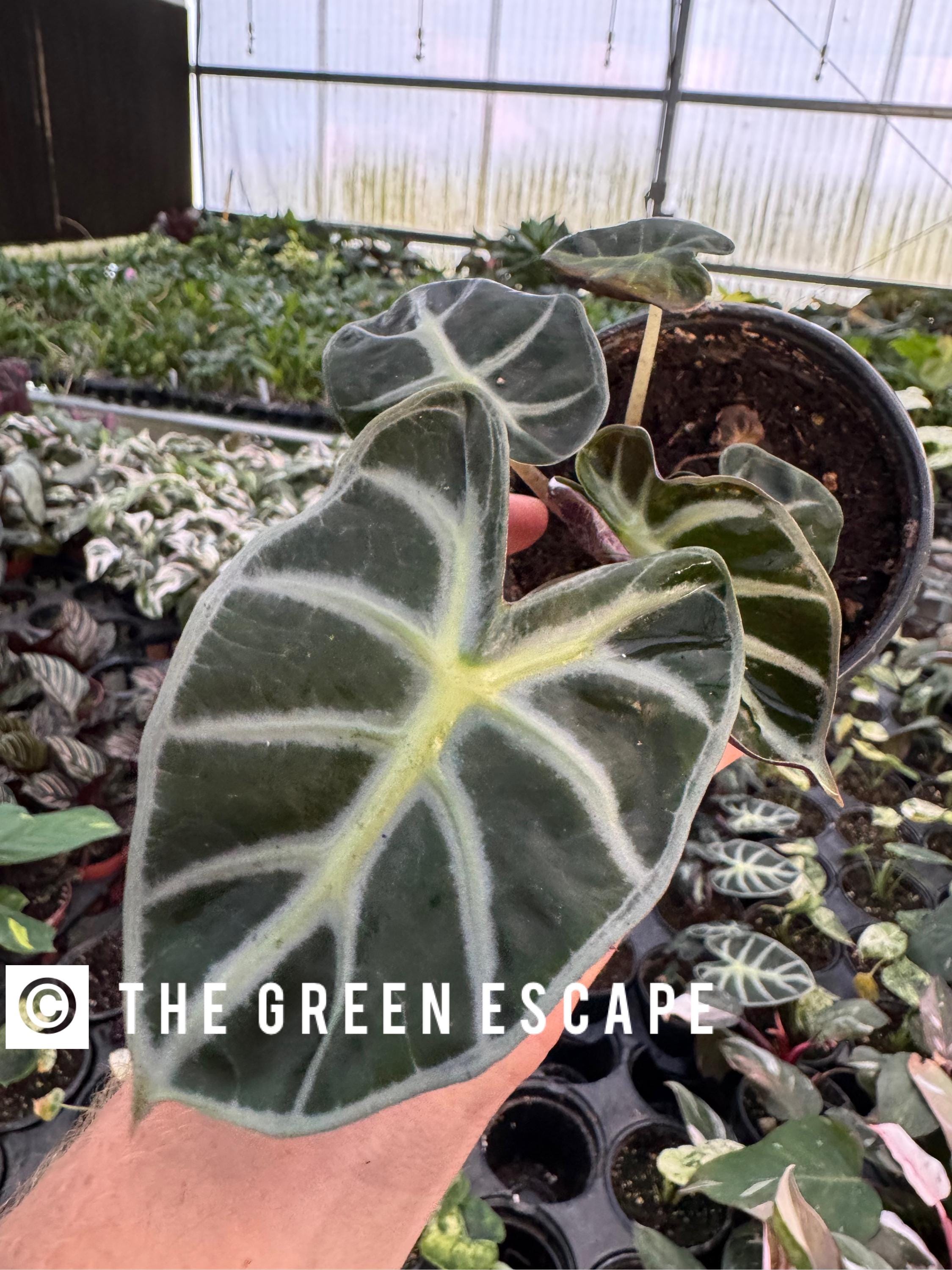 Alocasia Parasol 4” Pot (ALL PLANTS Require You to Purchase 2