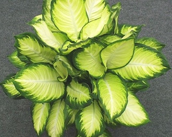 Dieffenbachia Tropical Marianne Starter Plant (ALL STARTER PLANTS require you to purchase 2 plants!)