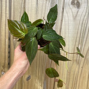 Philodendron micans 4” pot (ALL PLANTS require you to purchase 2 plants!)