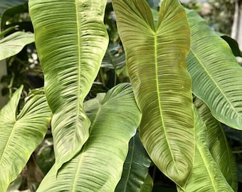 Philodendron sharoniae Starter Plant (ALL STARTER PLANTS require you to purchase 2 plants!)