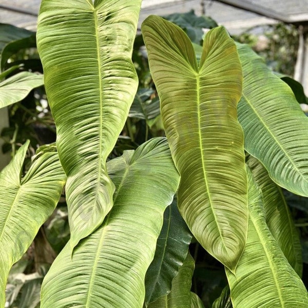 Philodendron sharoniae Starter Plant (ALL STARTER PLANTS require you to purchase 2 plants!)