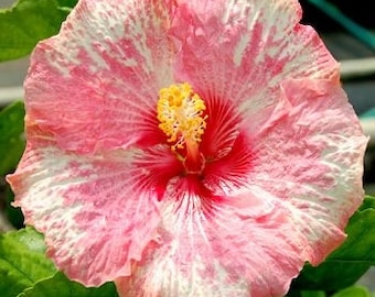 May include: A close-up of a vibrant hibiscus flower. The flower has a mix of pink and white petals with a bright yellow center. The petals have a ruffled texture and are arranged in a circular pattern. The flower is surrounded by green leaves.