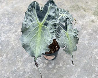 Alocasia venom Starter Plant (ALL STARTER PLANTS require you to purchase 2 plants!)
