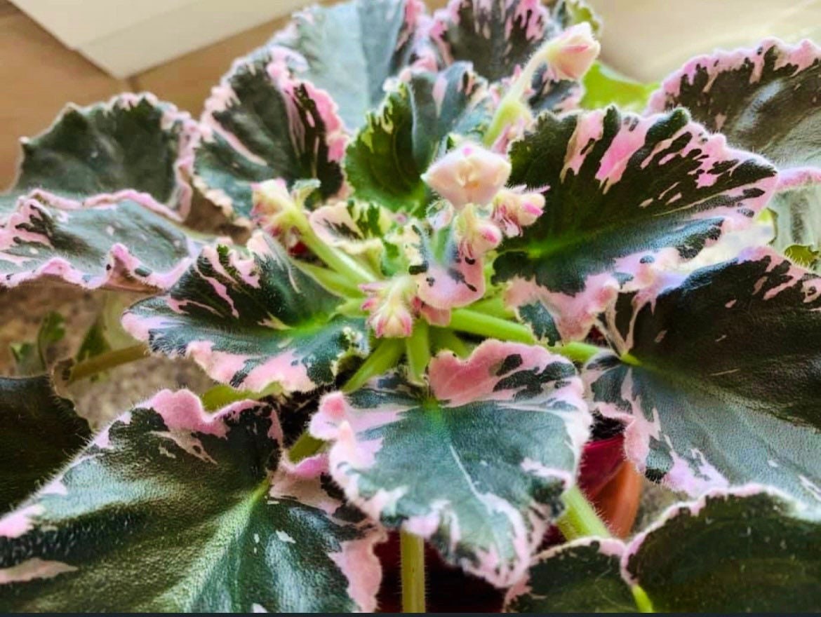 Carolina Elegant Affair African Violet Starter Plant (ALL Starter