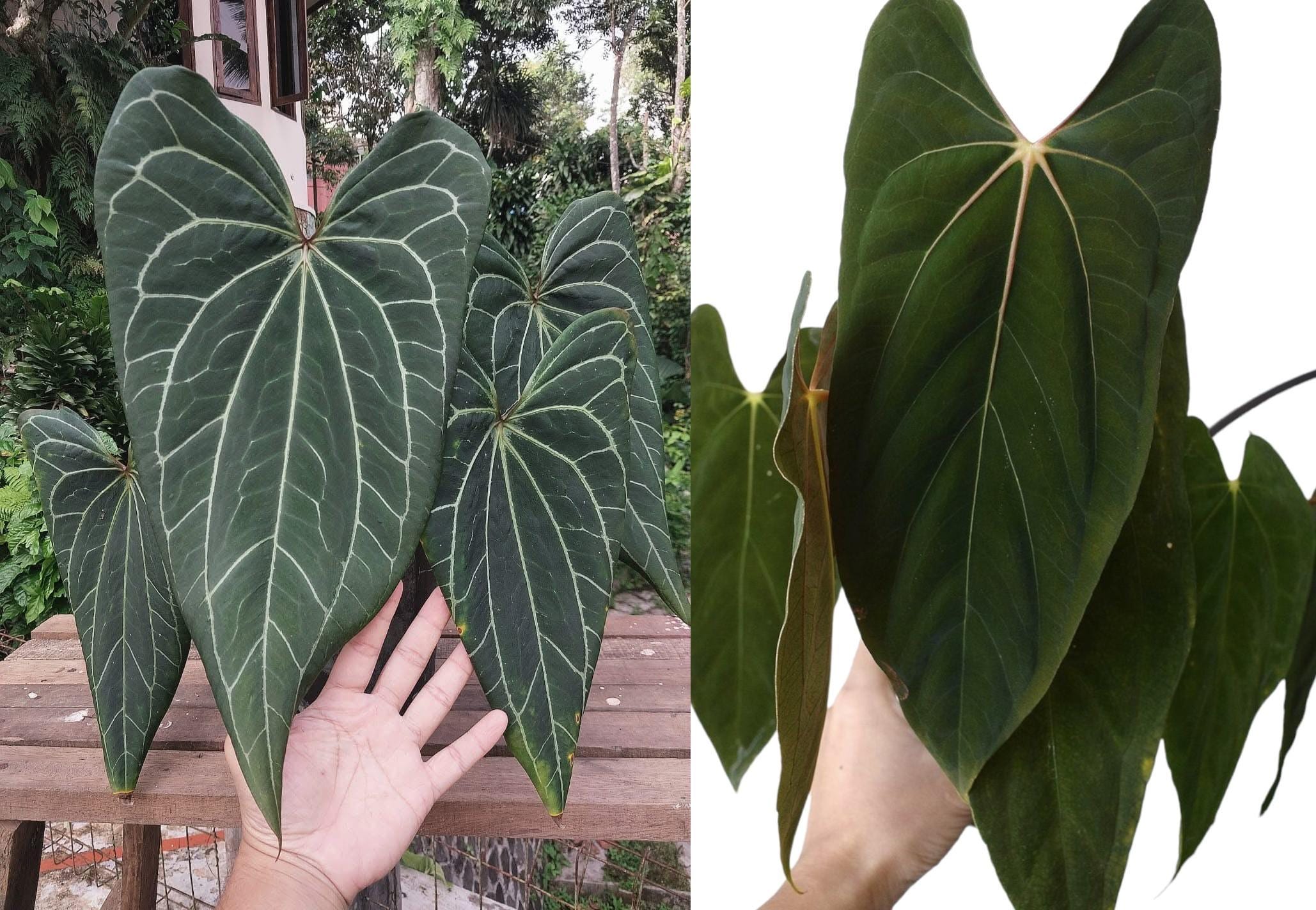 Seed Grown Anthurium Ferrari X Pap (indo) Starter Plant (ALL