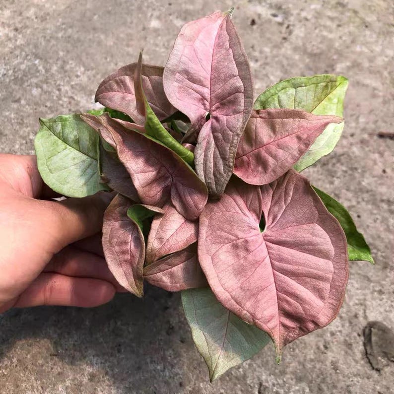 TheGreenEscape Syngonium Neon Robusta Plant