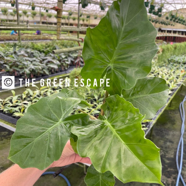 Alocasia Low rider 4” pot (ALL PLANTS require you to purchase 2 plants!)