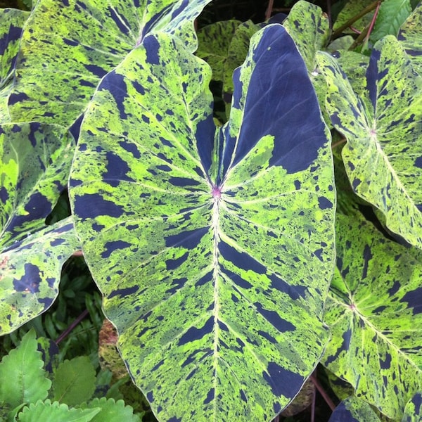 Colocasia Mojito Starter Plant (ALL STARTER PLANTS require you to purchase 2 plants!)