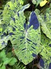 Colocasia Mojito Starter Plant (ALL STARTER PLANTS require you to purchase 2 plants!) 
