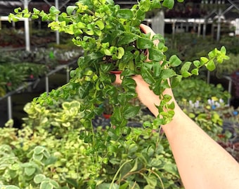 Exact Plant Curly Rasta Lipstick Specific 4” Pot 291FEE | F (All PLANTS require you to purchase 2 plants!)