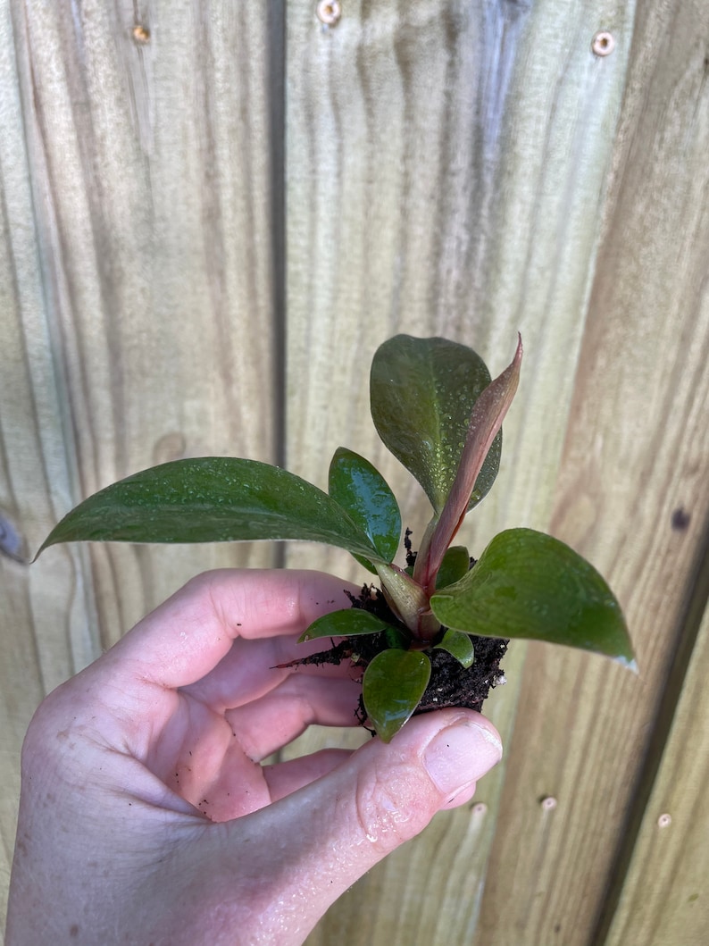 TheGreenEscape Philodendron Plant - Thumbnail 2