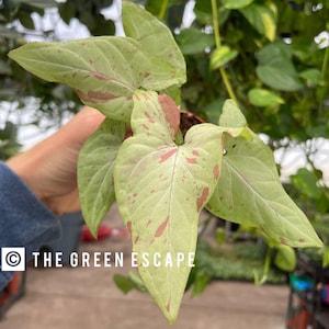Syngonium pink salmon Starter Plant (ALL STARTER PLANTS require you to purchase 2 plants!)